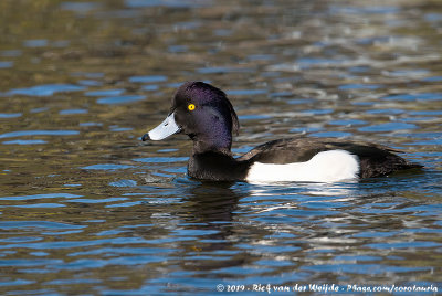 Tufted DuckAythya fuligula