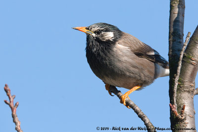White-Cheeked Starling<br><i>Spodiopsar cineraceus</i>