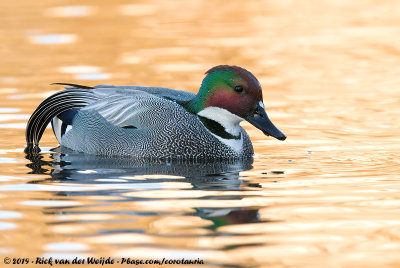 Falcated DuckMareca falcata