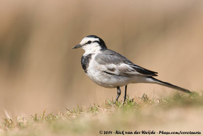 Black-Backed WagtailMotacilla alba lugens