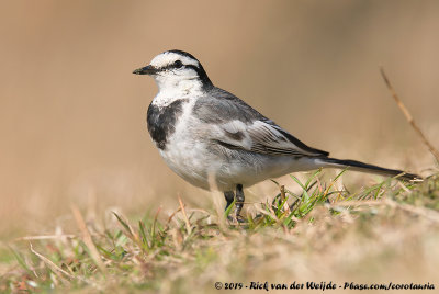 Black-Backed WagtailMotacilla alba lugens