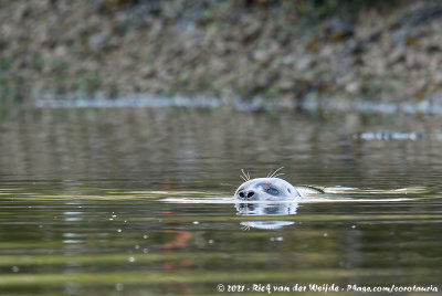 Harbour SealPhoca vitulina vitulina