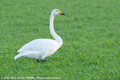 Whooper SwanCygnus cygnus