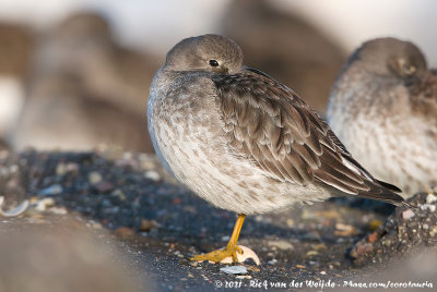 Purple SandpiperCalidris maritima