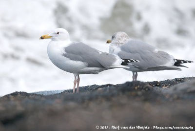 Caspian GullLarus cachinnans