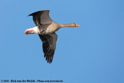 Greylag GooseAnser anser anser