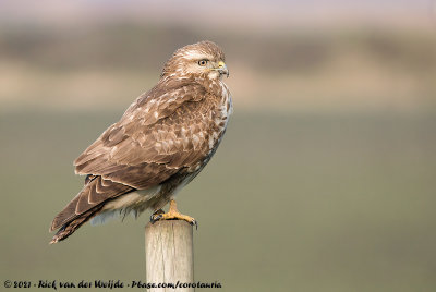 Common Buzzard<br><i>Buteo buteo buteo</i>