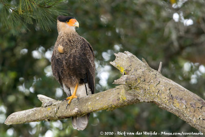 Crested Caracara  (Kuifcaracara)