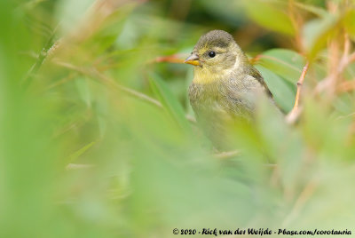 Black-Chinned SiskinSpinus barbatus