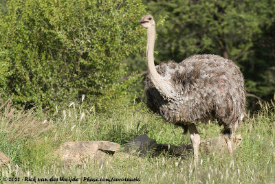 Common Ostrich<br><i>Struthio camelus australis</i>