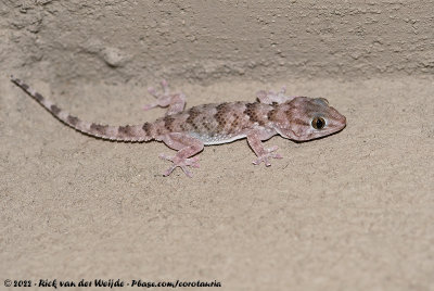 Fischer's Thick-Toed Gecko  (Chondrodactylus laevigatus)