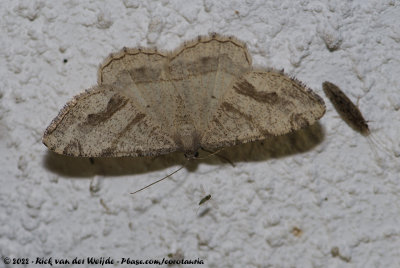 Chiasmia grimmia