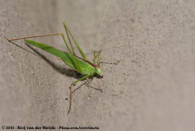 Common Grass KatydidTylopsis continua