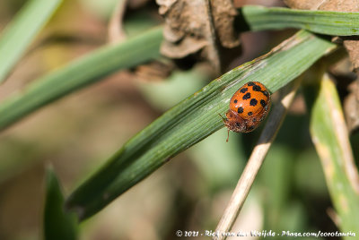 24-Spot Ladybird  (24-Stippelig Lieveheersbeestje)