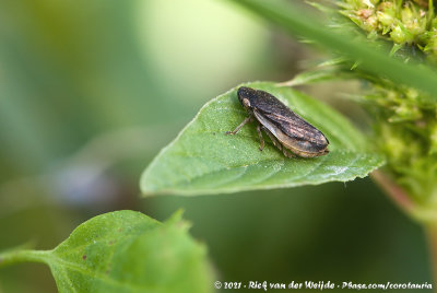 Meadow FroghopperPhilaenus spumarius