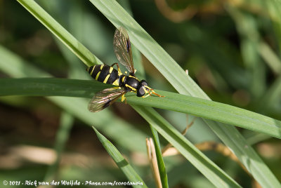 Xanthogramma pedissequum  (Gewone Citroenzweefvlieg)