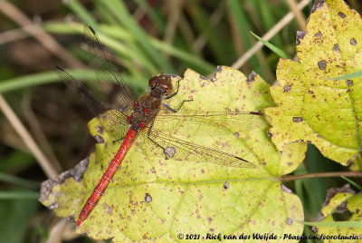 Common DarterSympetrum striolatum striolatum