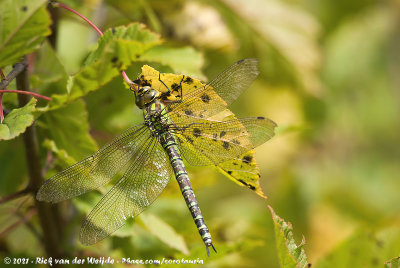 Southern HawkerAeshna cyanea