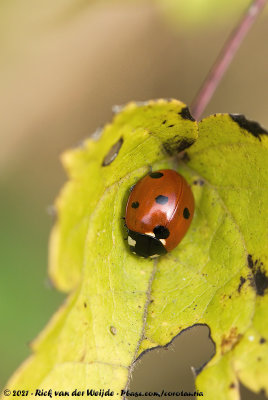 Seven-Spot LadybirdCoccinella septempunctata septempunctata