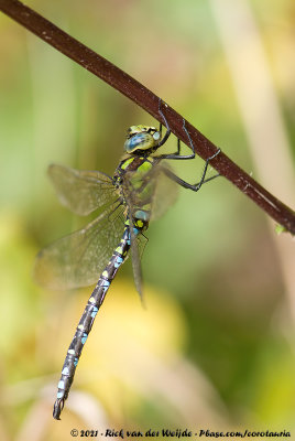 Southern HawkerAeshna cyanea