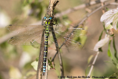 Southern HawkerAeshna cyanea