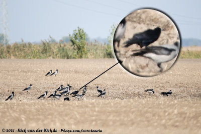 RookCorvus frugilegus frugilegus