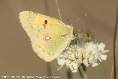 Clouded YellowColias crocea