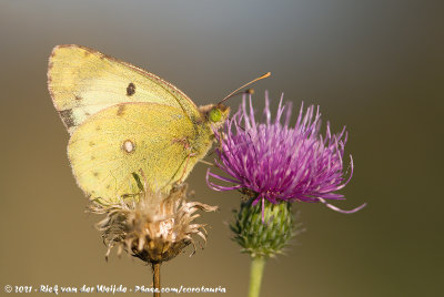 Pale Clouded YellowColias hyale hyale