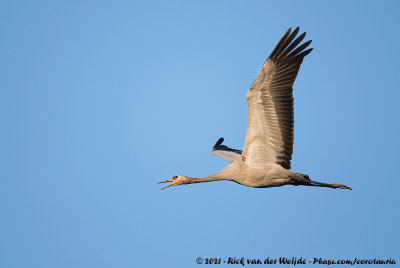 Common CraneGrus grus