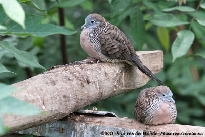 Zebra Dove  (Zebraduif)