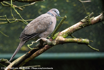 Spotted Dove  (Parelhalstortel)