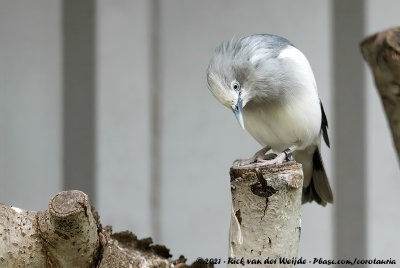 White-Shouldered Starling  (Mandarijnspreeuw)
