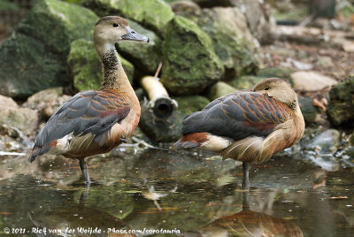 Lesser Whistling DuckDendrocygna javanica