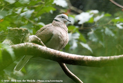 Red Collared Dove  (Rode Tortel)