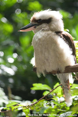 Laughing KookaburraDacelo novaeguineae ssp.