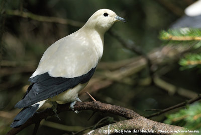 Pied Imperial PigeonDucula bicolor