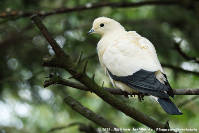 Pied Imperial PigeonDucula bicolor