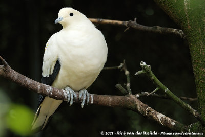 Pied Imperial PigeonDucula bicolor
