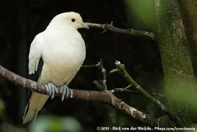 Pied Imperial PigeonDucula bicolor