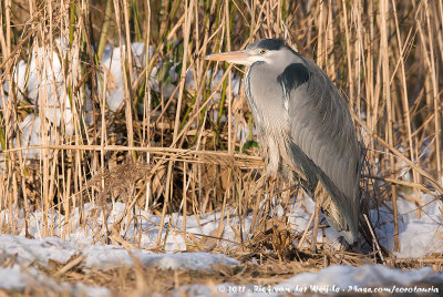 Grey HeronArdea cinerea cinerea