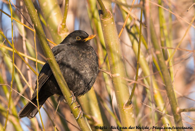 Common BlackbirdTurdus merula merula