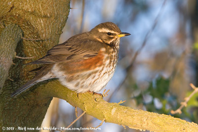 RedwingTurdus iliacus iliacus