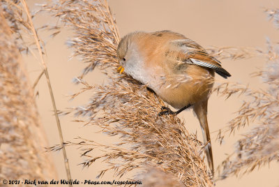 Bearded ReedlingPanurus biarmicus biarmicus