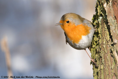 European RobinErithacus rubecula rubecula