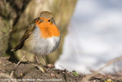 European RobinErithacus rubecula rubecula