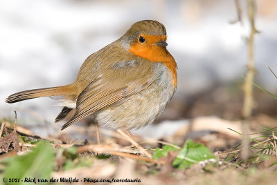 European RobinErithacus rubecula rubecula