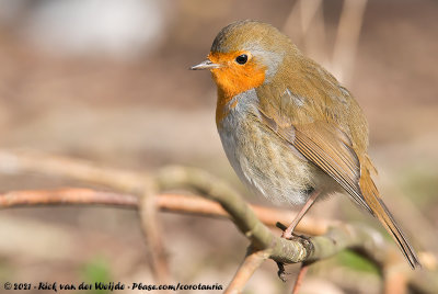 European RobinErithacus rubecula rubecula