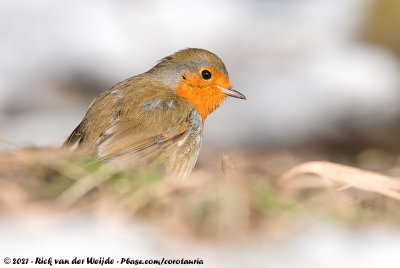 European RobinErithacus rubecula rubecula