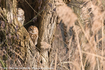 Tawny OwlStrix aluco aluco