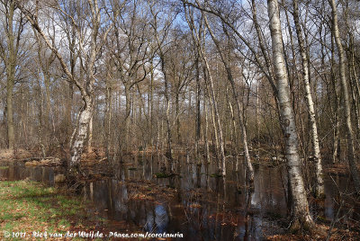 Wet Birch Forest